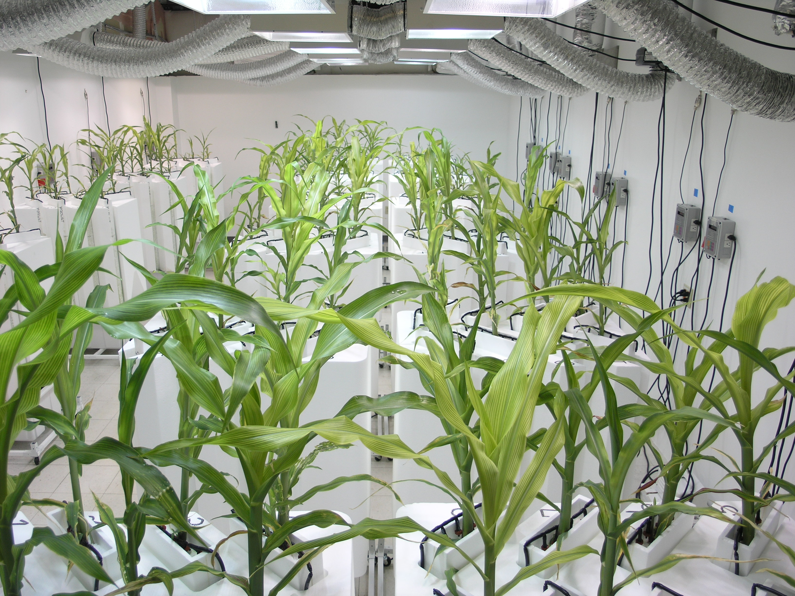 Phenotype Screening Corporation 160 plant capacity root lab