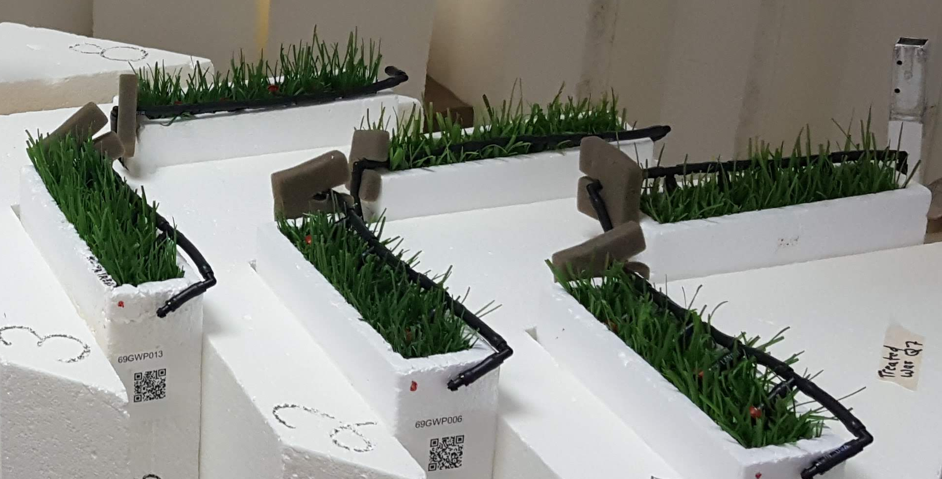 image - grass in PSC Lab