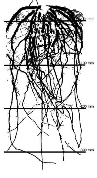 PSC segmented root system